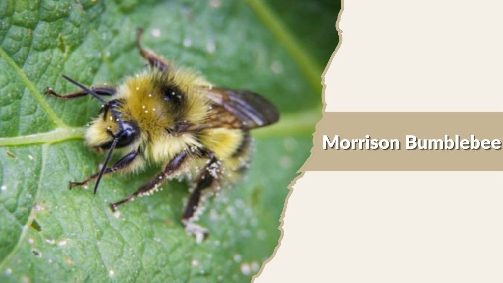 Morrison Bumblebee