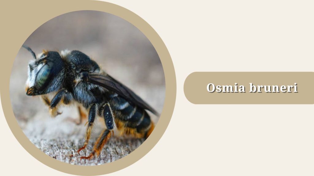 Osmia bruneri