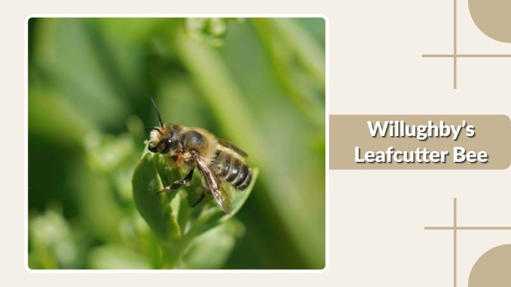 Willughby’s Leafcutter Bee