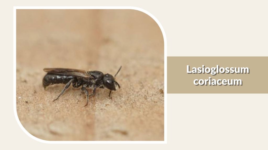  Lasioglossum coriaceum