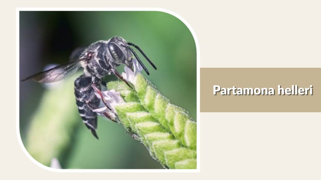 Partamona helleri