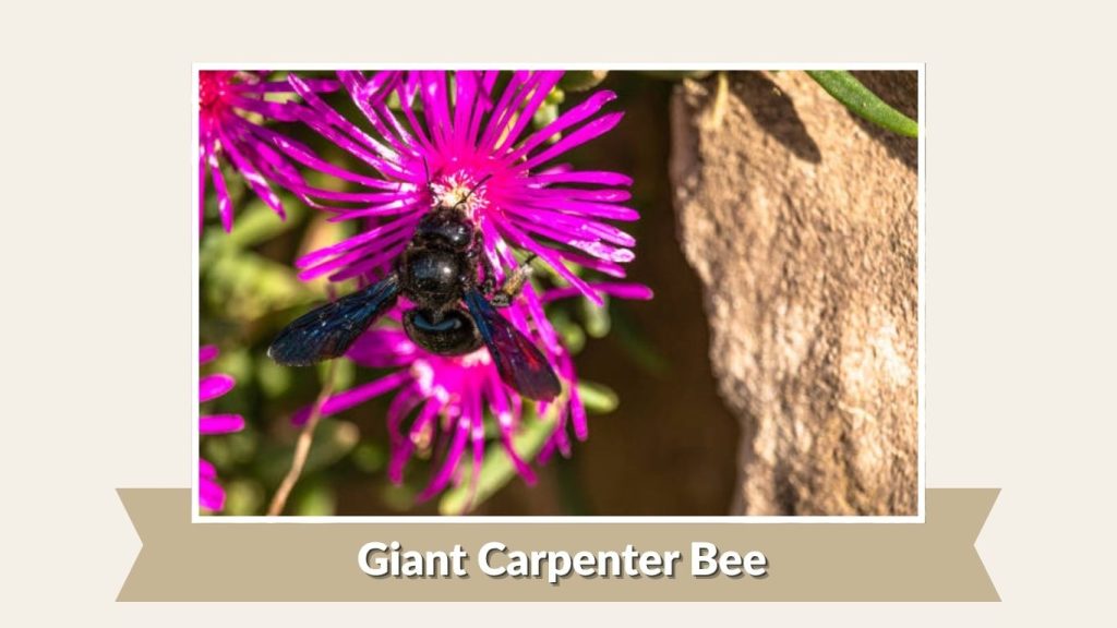 Giant Carpenter Bee