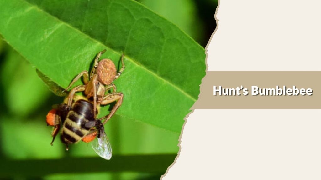 Hunt’s Bumblebee