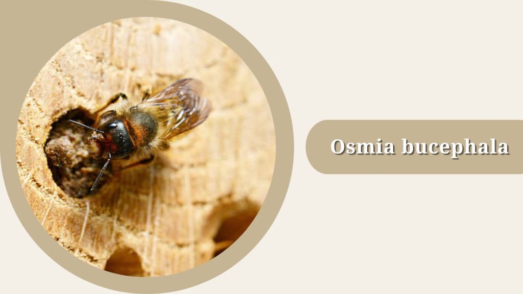 Osmia bucephala