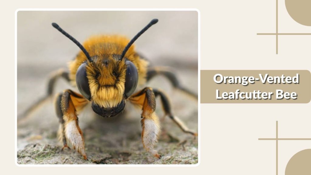 Orange-Vented Leafcutter Bee