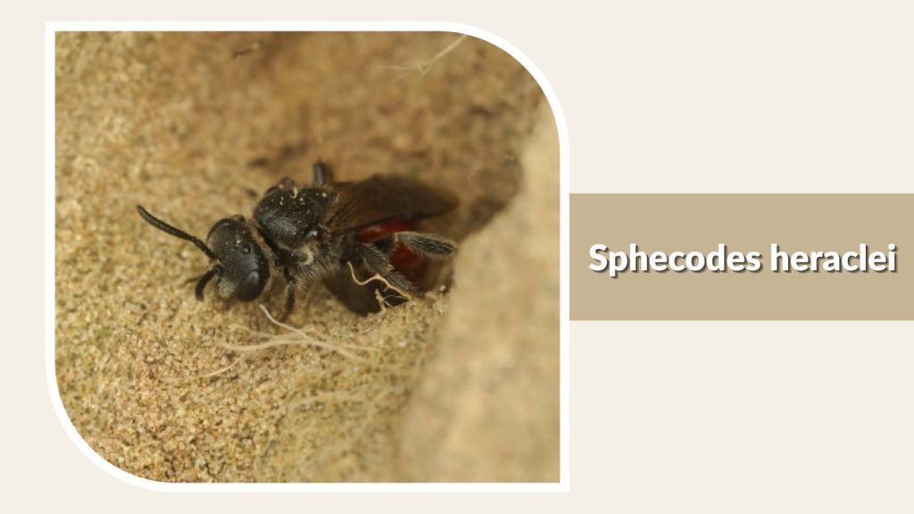 Sphecodes heraclei