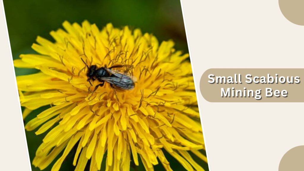 Small Scabious Mining Bee
