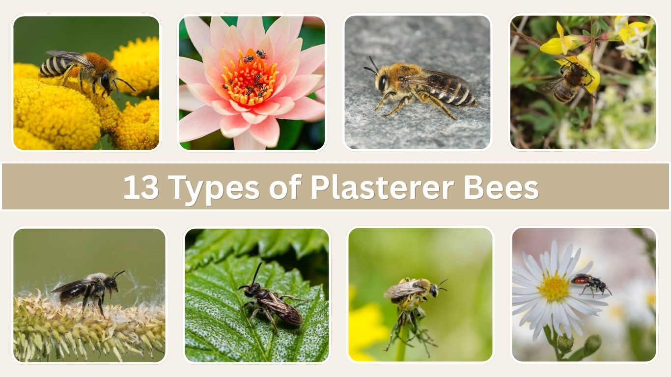 13 Types of Plasterer Bees: Identification with Pictures