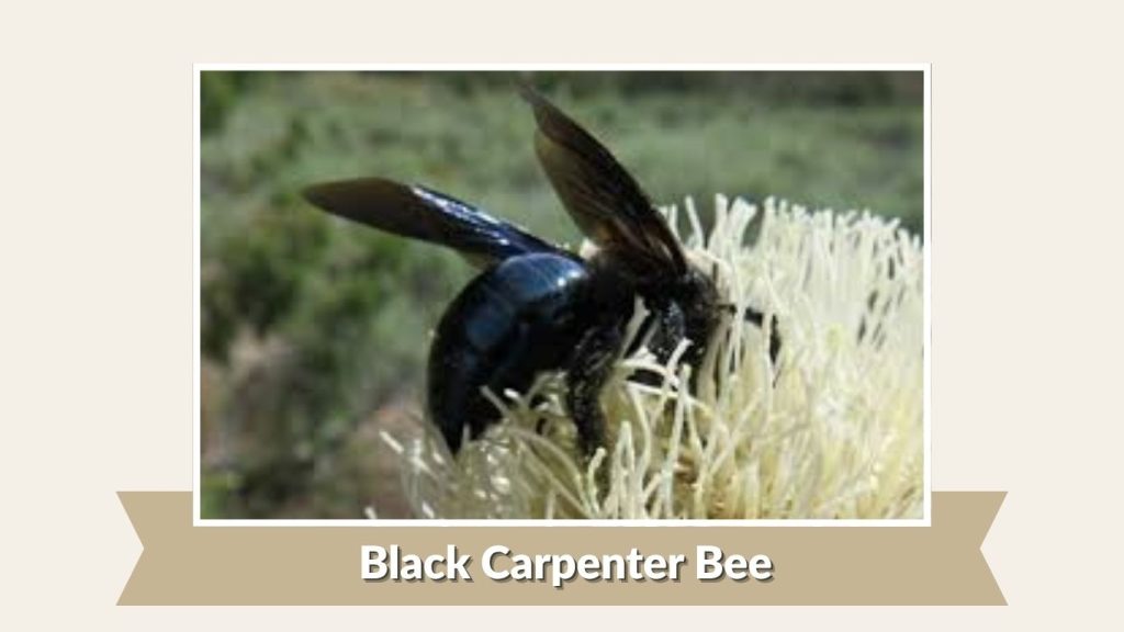Black Carpenter Bee