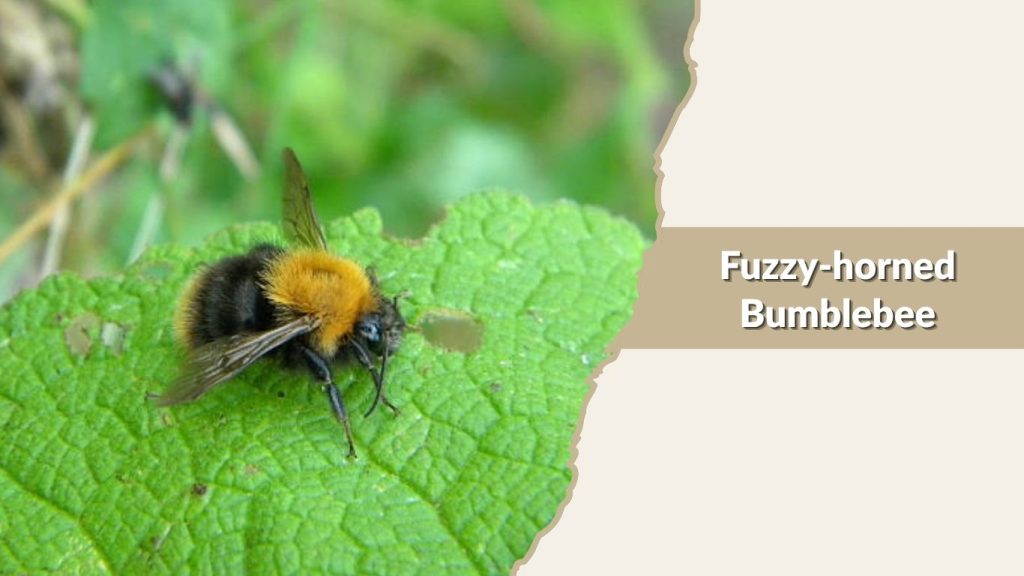 Fuzzy-horned Bumblebee