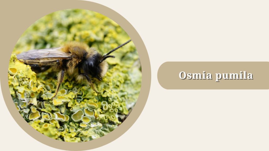 Osmia pumila