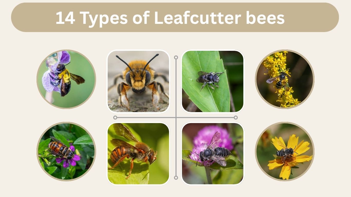 14 Types of Leafcutter bees: Size, Habitat, Diet, ID With Pictures 