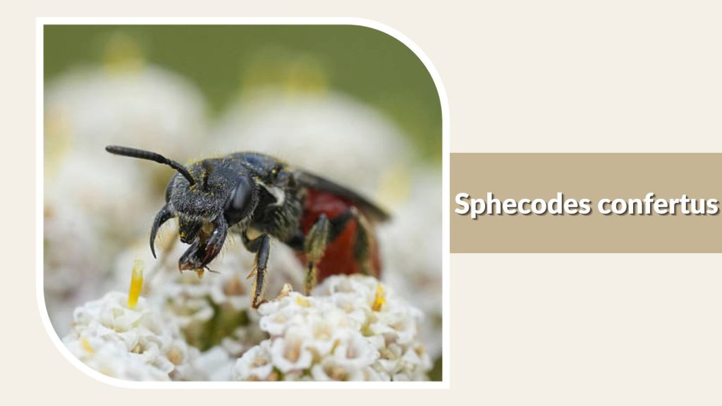 Sphecodes confertus
