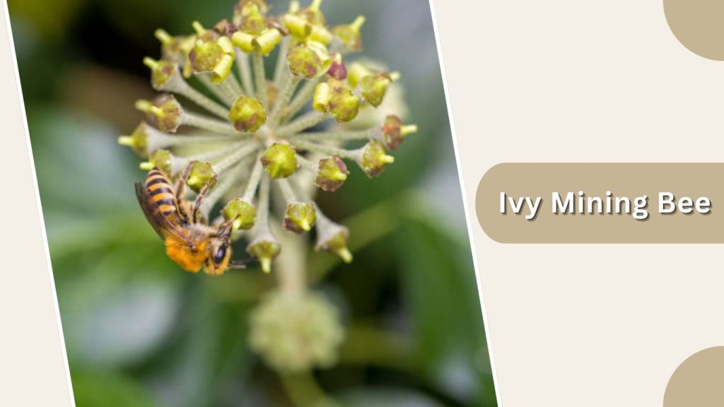  Ivy Mining Bee