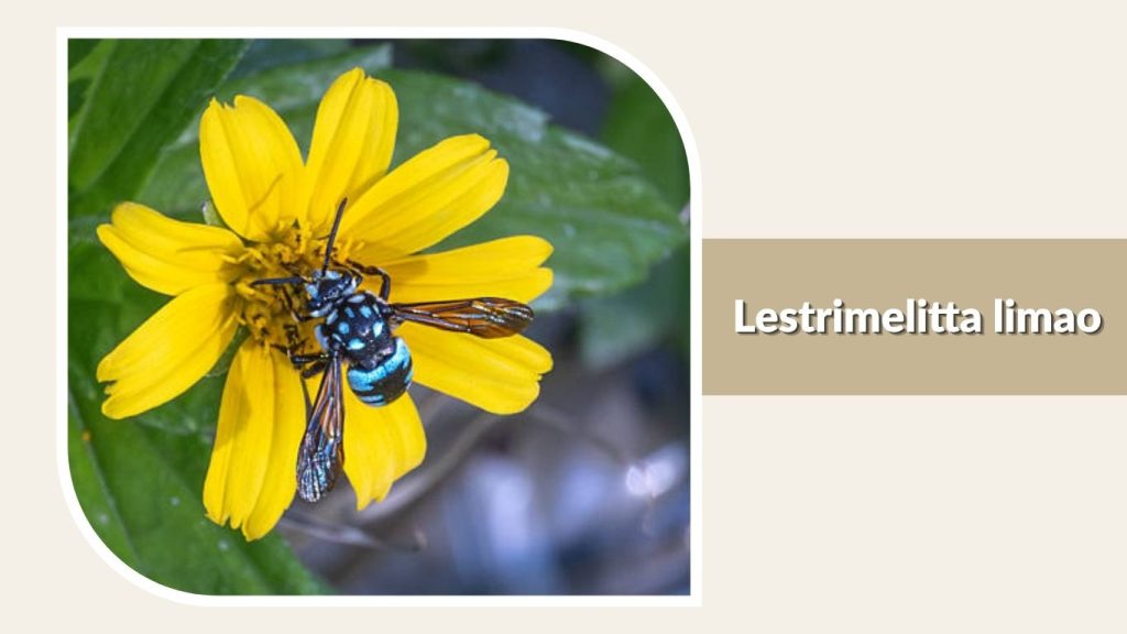 Lestrimelitta limao