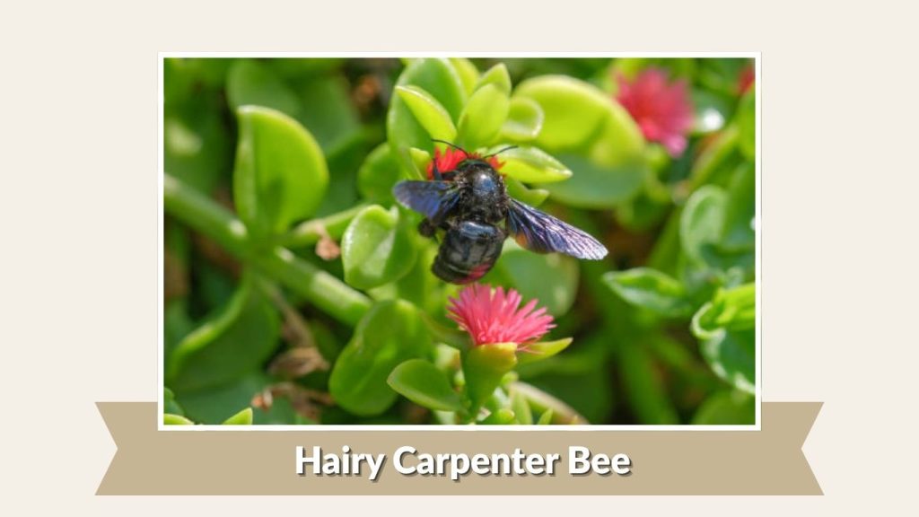 Hairy Carpenter Bee