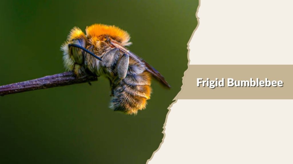 Frigid Bumblebee