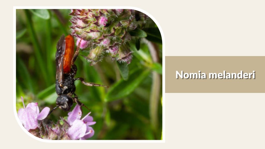 Nomia melanderi