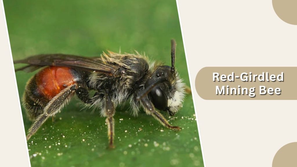 Red-Girdled Mining Bee