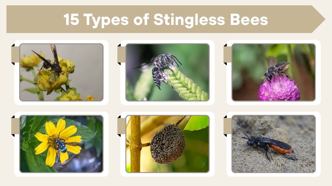 15 Types of Stingless Bees: Species and Identification