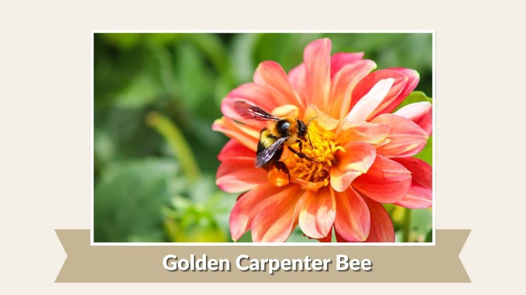 Golden Carpenter Bee