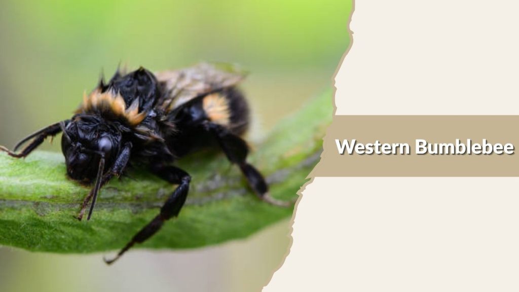 Western Bumblebee