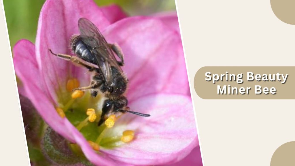 Spring Beauty Miner Bee