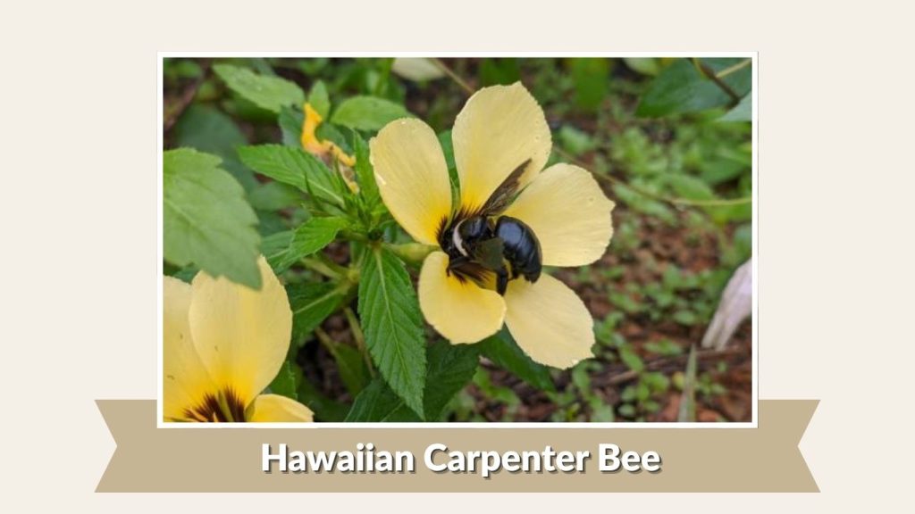 Hawaiian Carpenter Bee