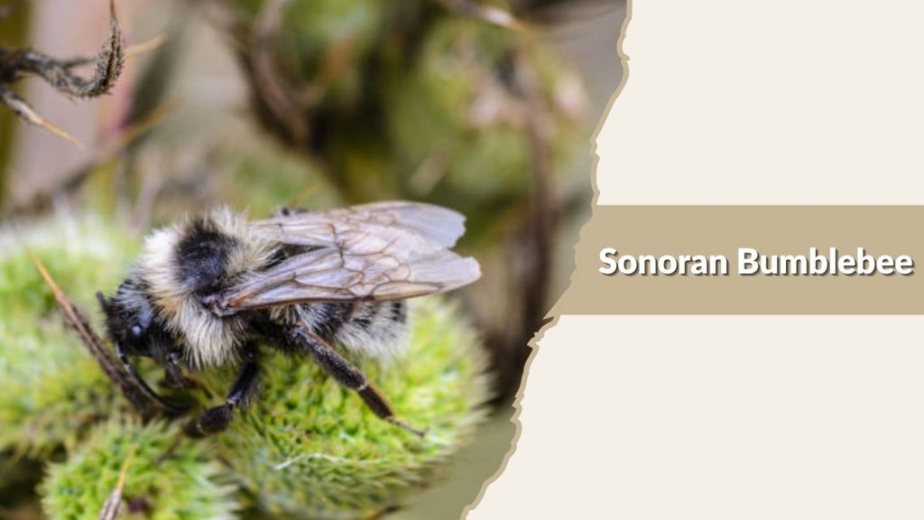 Sonoran Bumblebee