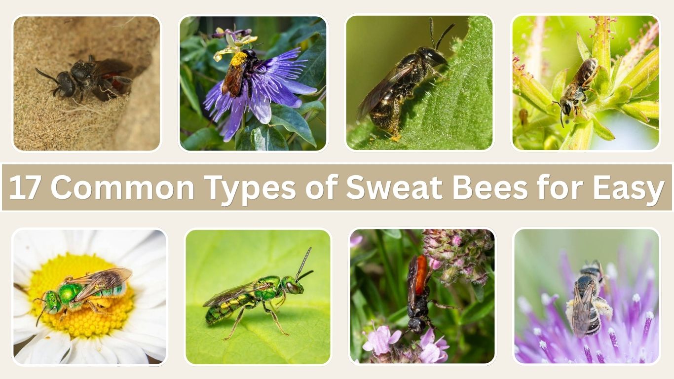 17 Common Types of Sweat Bees for Easy Identification