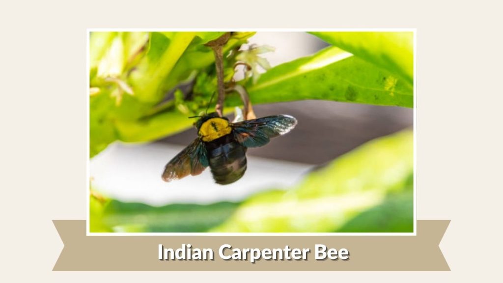 Indian Carpenter Bee