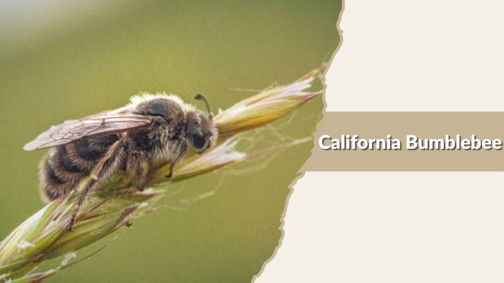 California Bumblebee