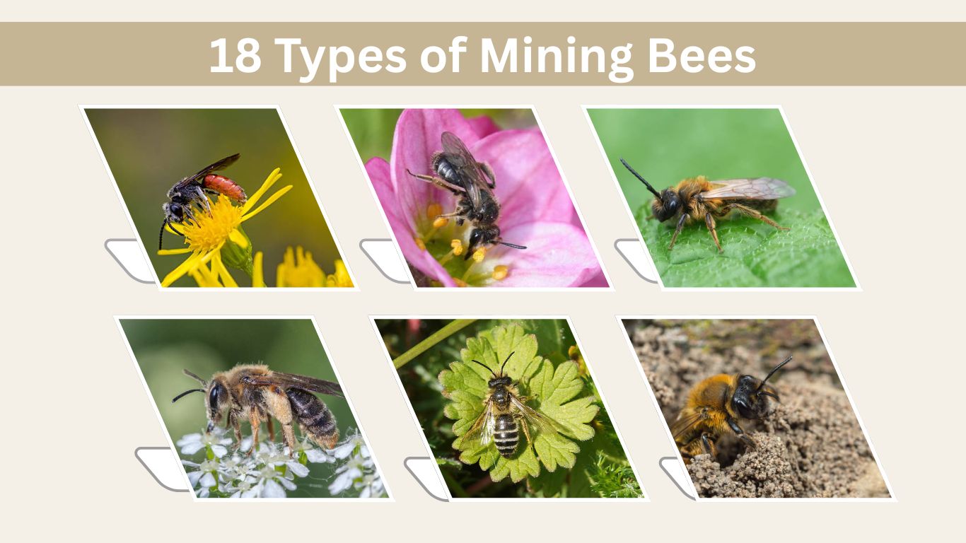 18 Types of Mining Bees: Identification with Pictures