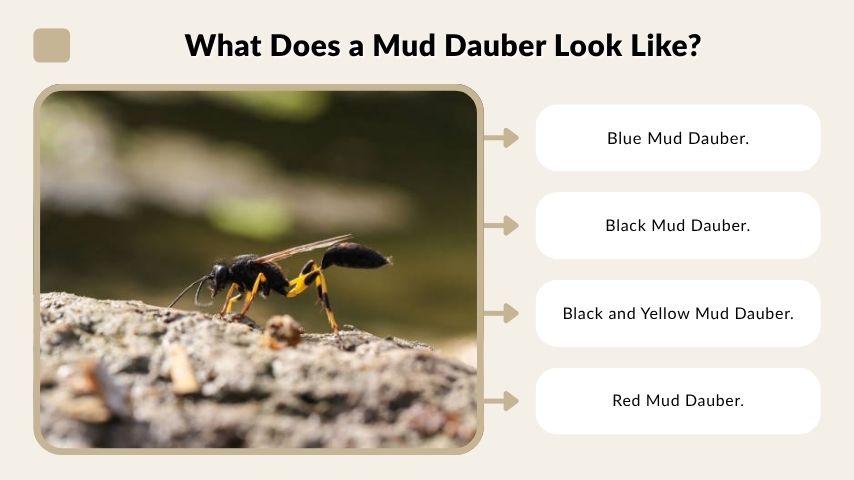 What Does a Mud Dauber Look Like?