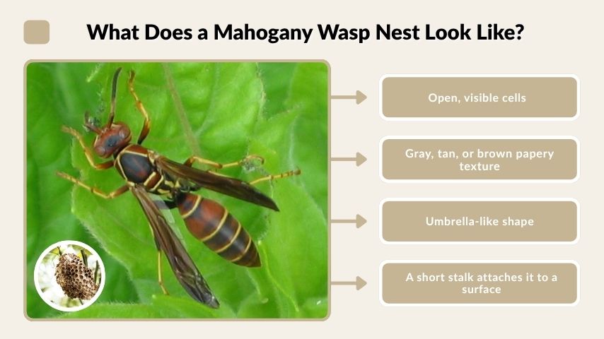 What Does a Mahogany Wasp Nest Look Like?
