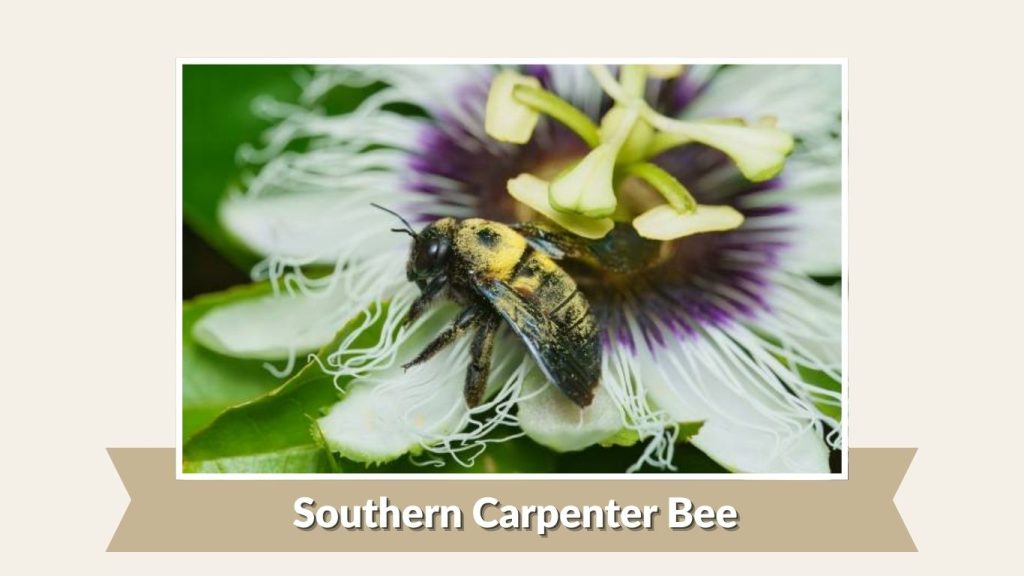 Southern Carpenter Bee