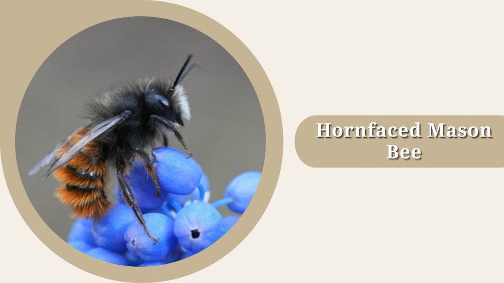 Hornfaced Mason Bee
