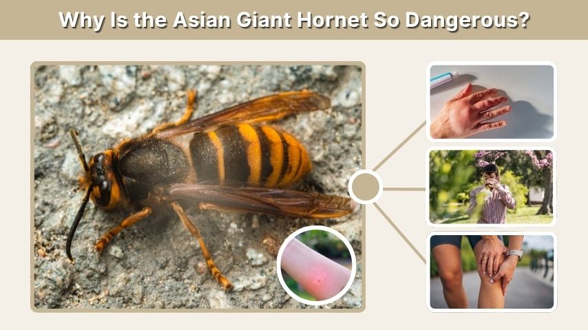 Why Is the Asian Giant Hornet So Dangerous?