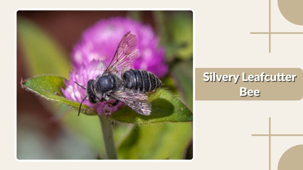 Silvery Leafcutter Bee