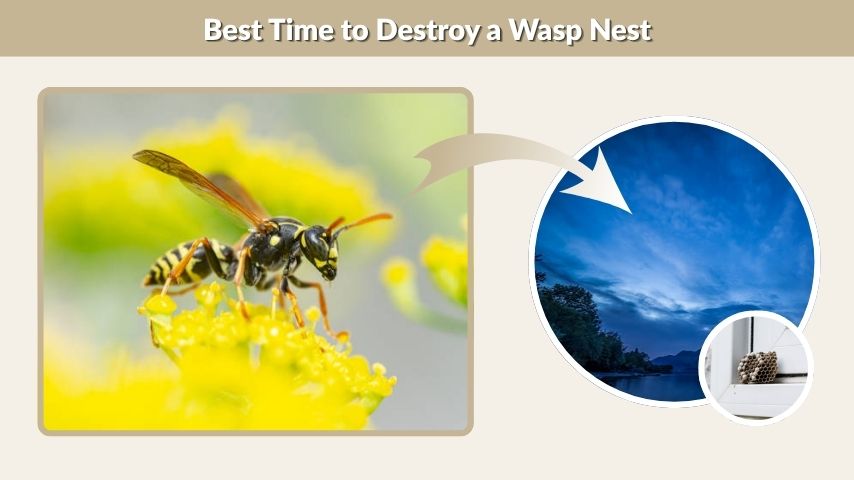 Best Time to Destroy a Wasp Nest