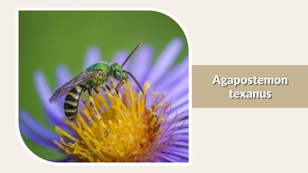 Agapostemon texanus