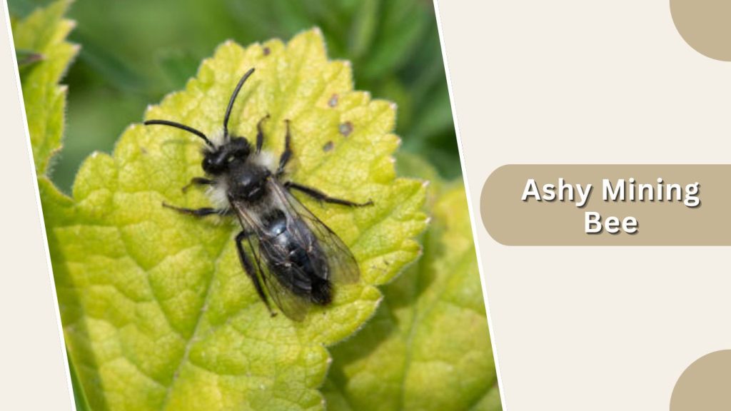 Ashy Mining Bee