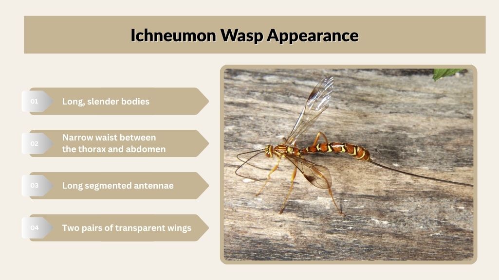 Ichneumon Wasp Appearance