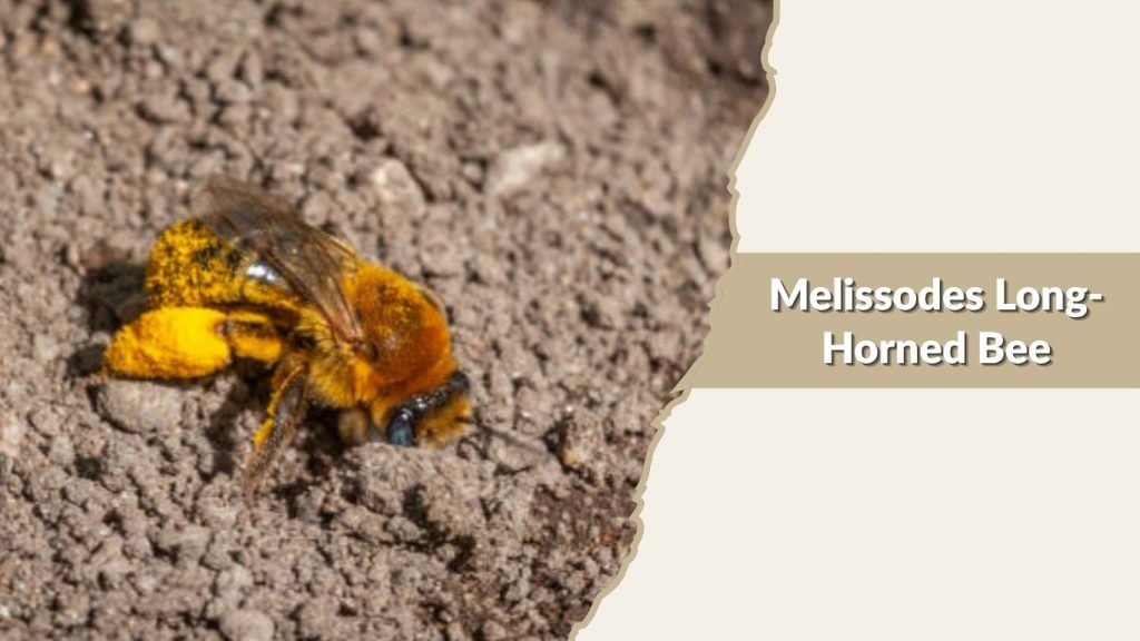  Melissodes Long-Horned Bee