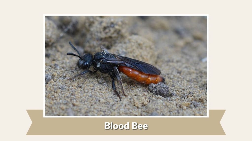 Blood Bee