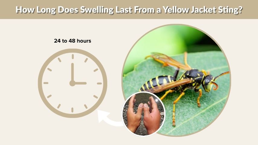 How Long Does Swelling Last From a Yellow Jacket Sting?