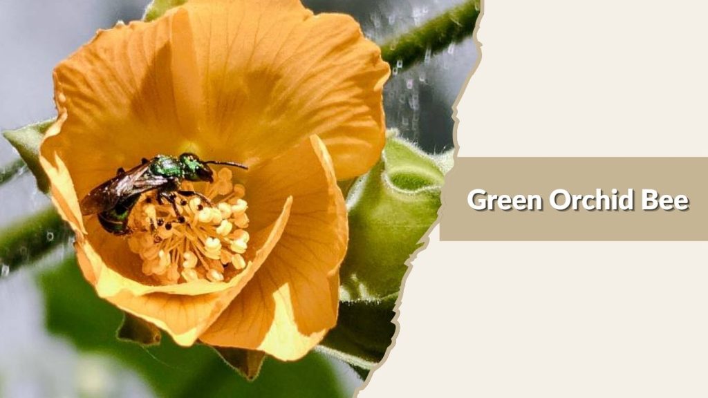  Green Orchid Bee