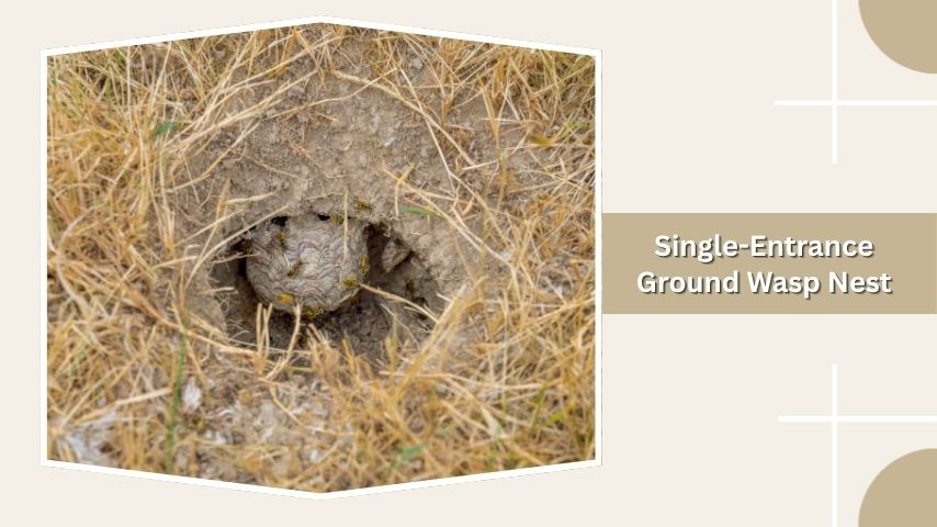 Single-Entrance Ground Wasp Nest