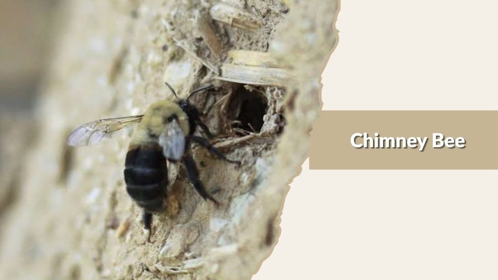 Chimney Bee
