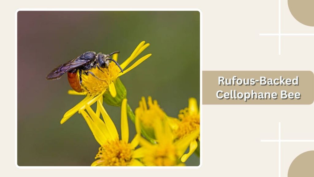 Rufous-Backed Cellophane Bee